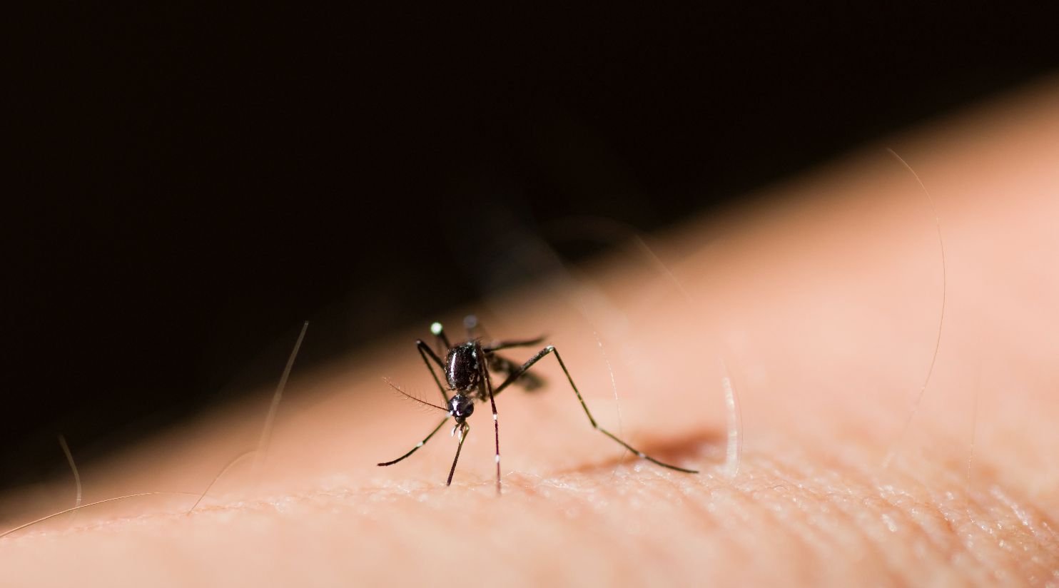Mosquitoes are on the rise in Qatar! Here’s what you can do