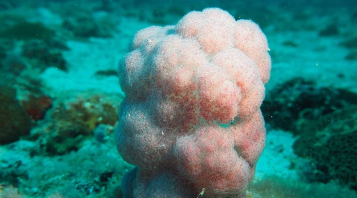 Qatar advances coral reef protection and restoration project: MOECC