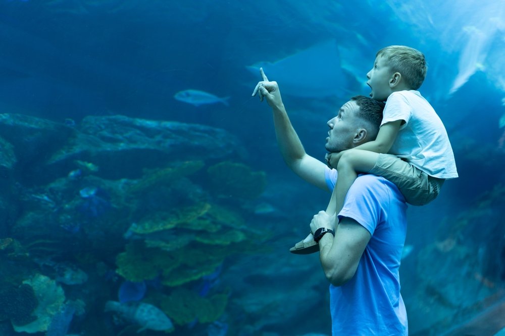 Aquarium & Marine Life Attractions Doha: What to See