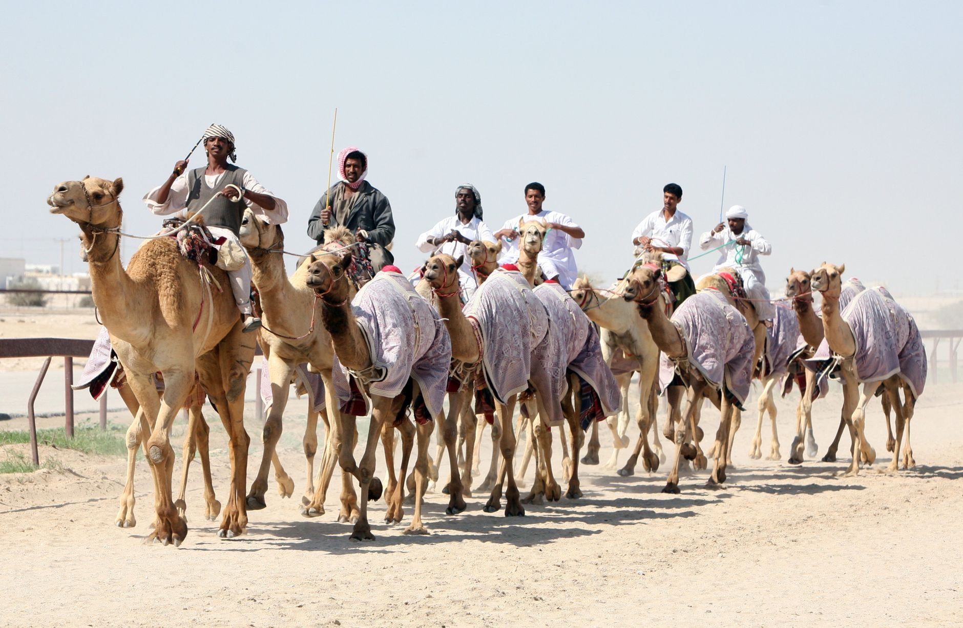 Camel Racing in Qatar: When & Where to Watch