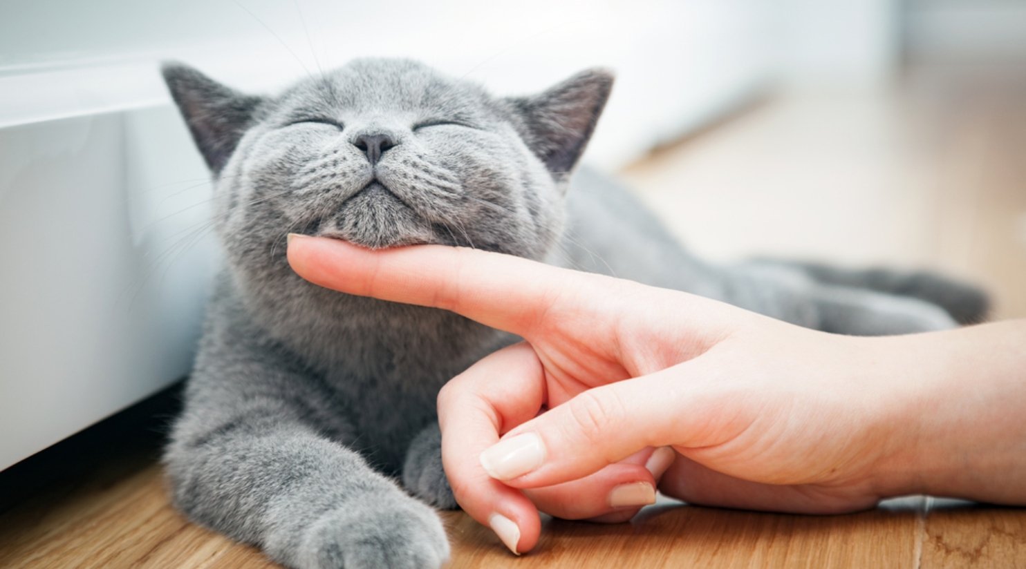 Pet-Friendly Apartments in Qatar: Rules & Deposits