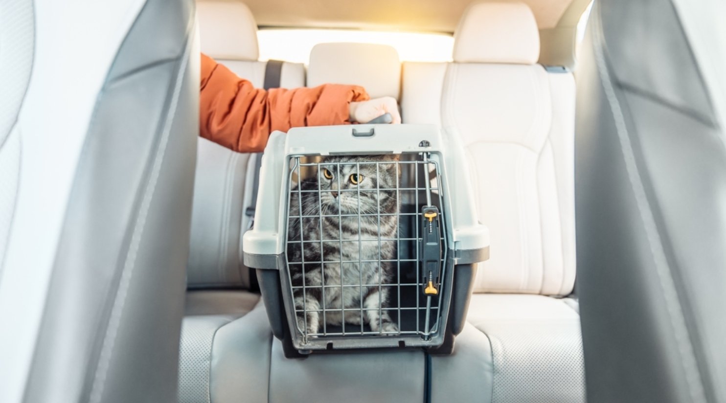 Bringing Your Pet to Qatar: Rules & Vaccines