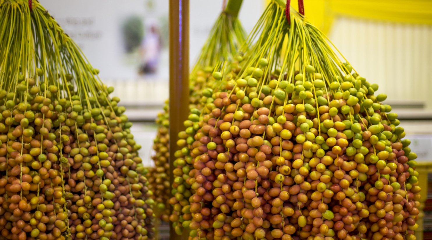 Souq Waqif Dates Festival launches farm display and Golden Fresh Dates Basket competitions