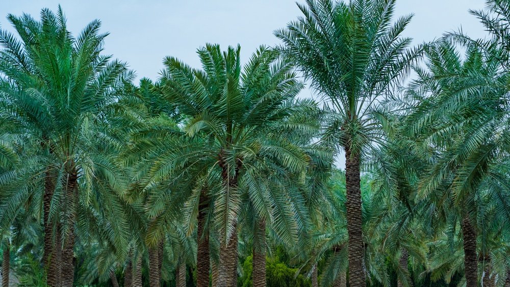 Qatar targets 10 million trees by 2030