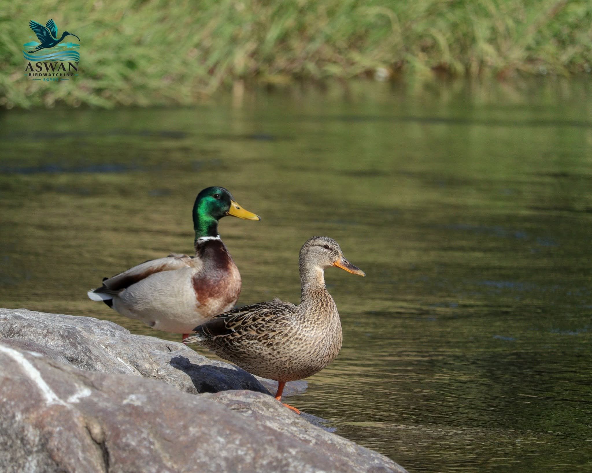 Migratory Bird Hunting Season Begins in Qatar, Runs Until February 15