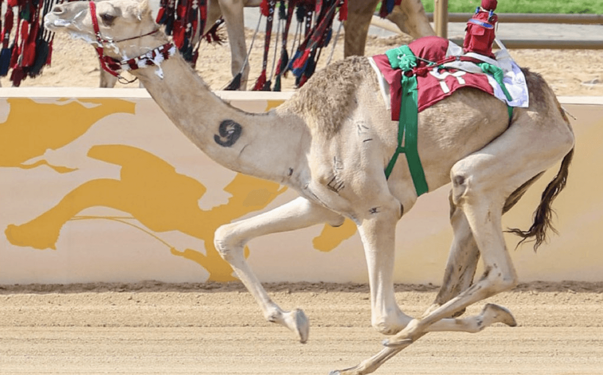 Qatari Camel Al-Farkiya Wins Jadh’ah Cup At Saudi Crown Prince Camel Festival