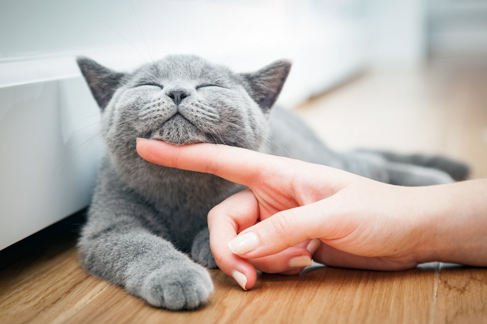 What to do if your pet goes missing in Qatar